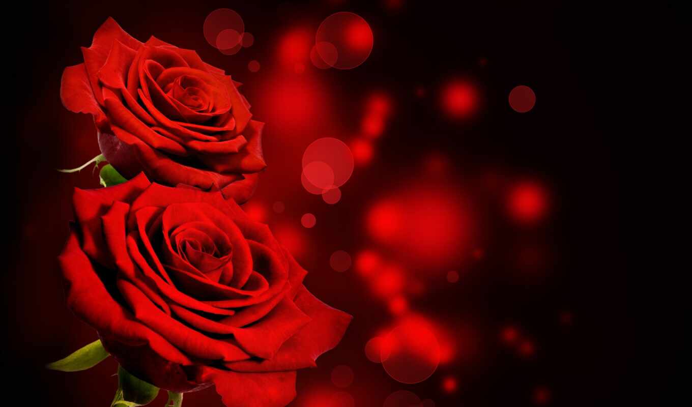 Red, red, pixels, photos, roses, roses, fund