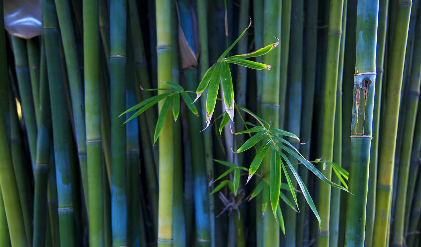 взгляд, листва, branch, бамбук, бамбука, стебли