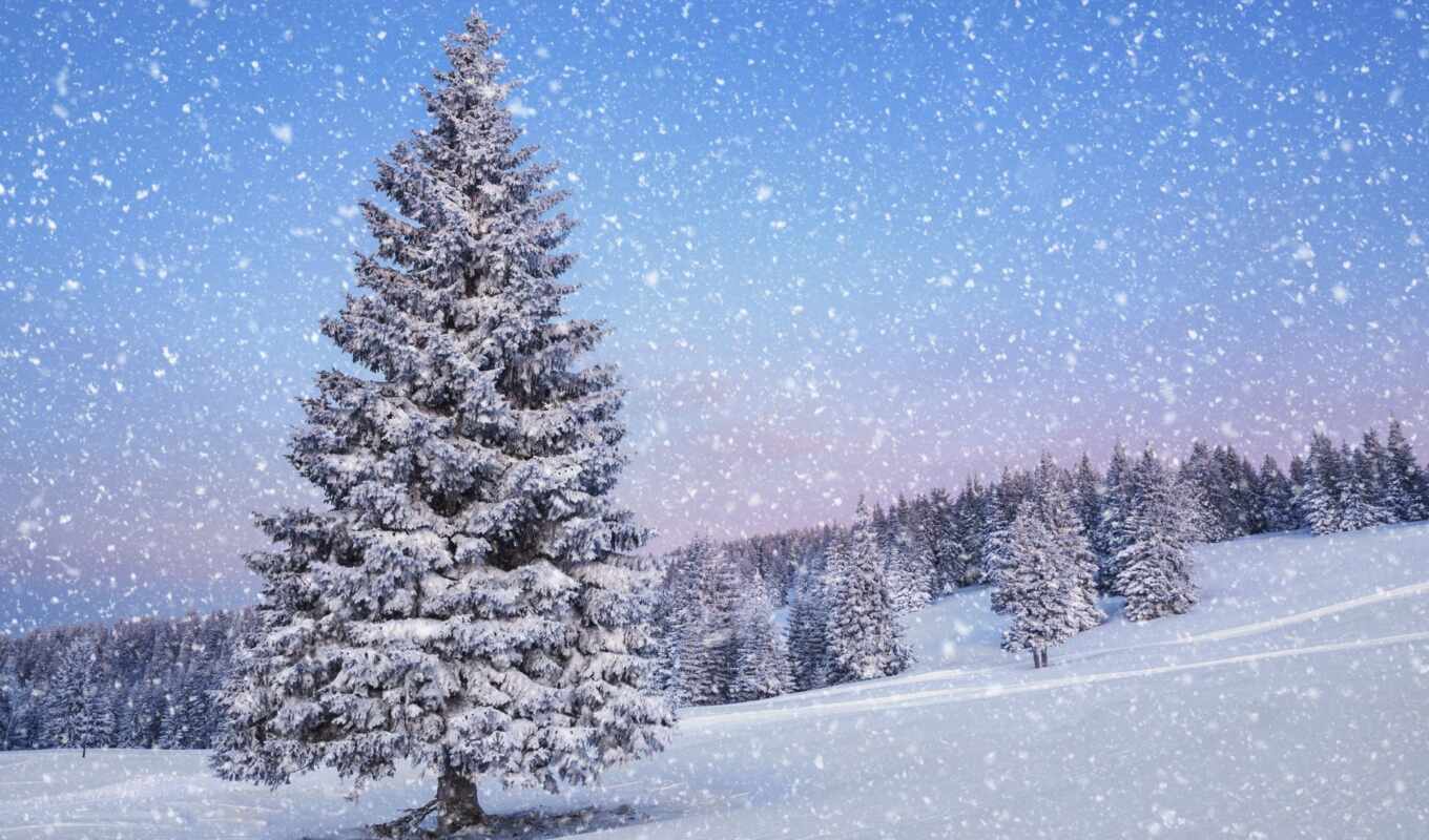 nature, snow, winter, landscape, years, time, Christmas tree