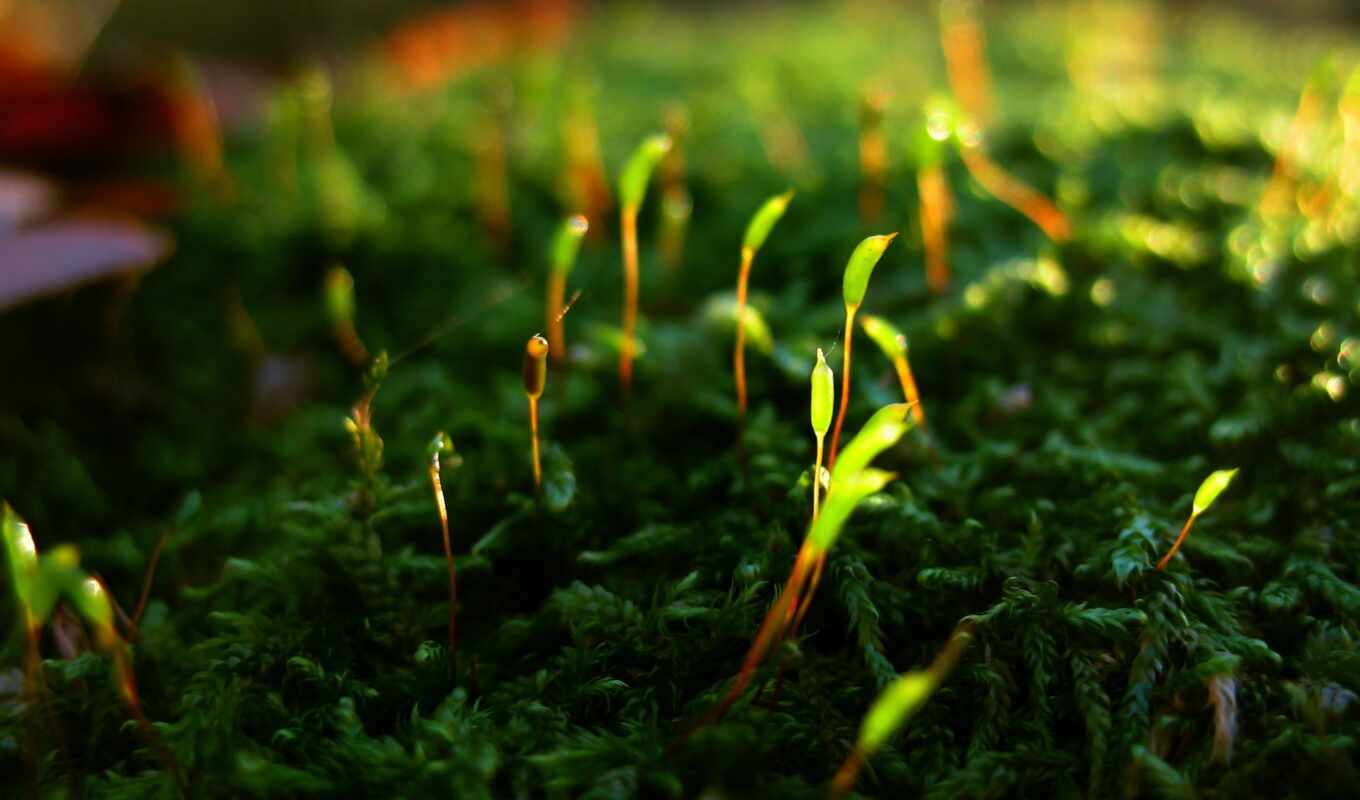 природа, макро, зелёный, трава, молодая, большой, plan, мох, depth, резкости