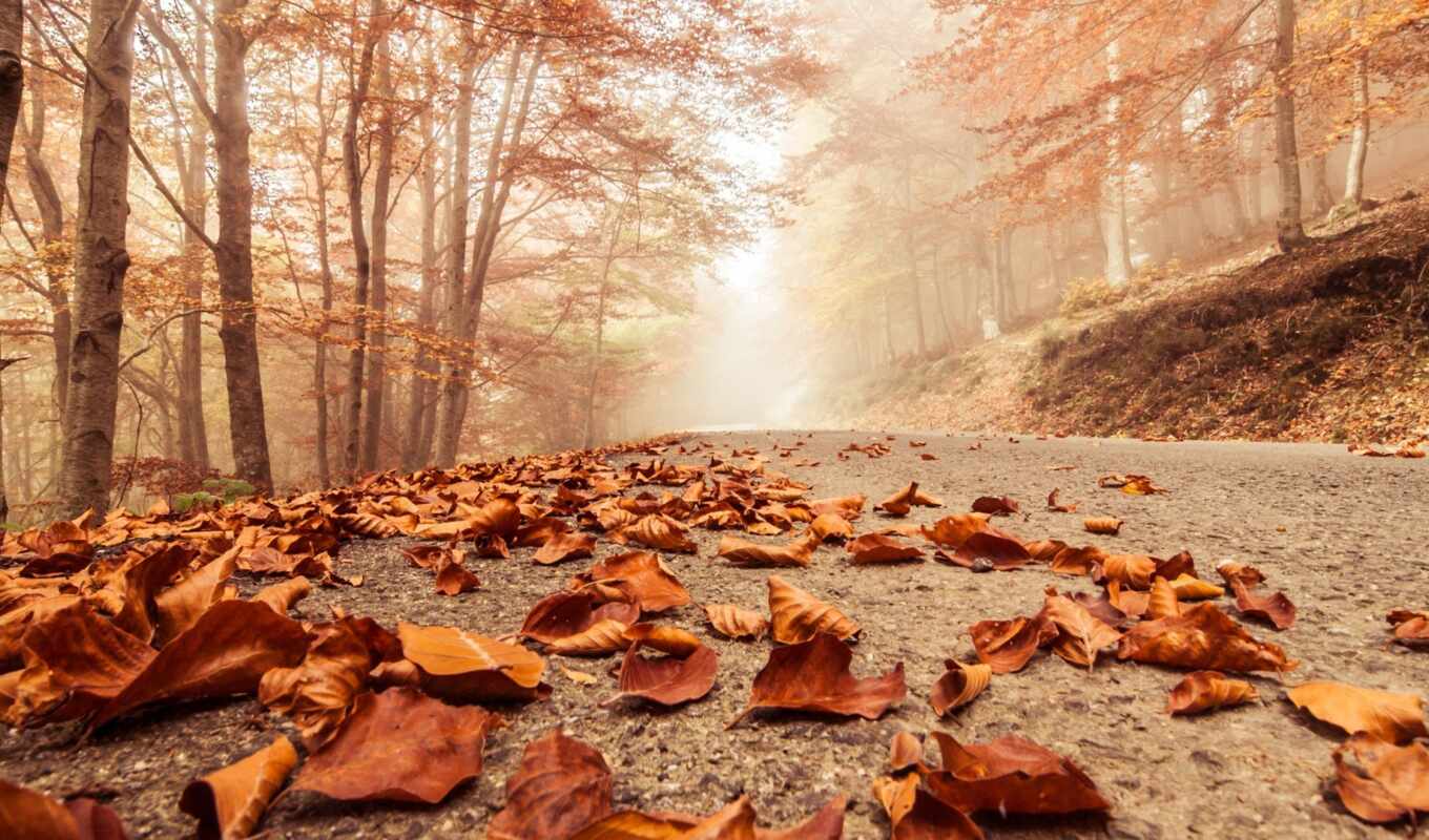 природа, года, осень, листва, сухие, осенние, туман, осеннем, парке, дорожке