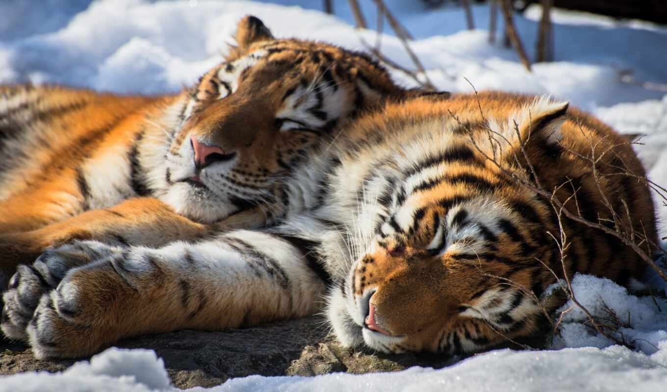 snow, winter, cat, amur, tiger, animal, two, sleep, drawing, tiger