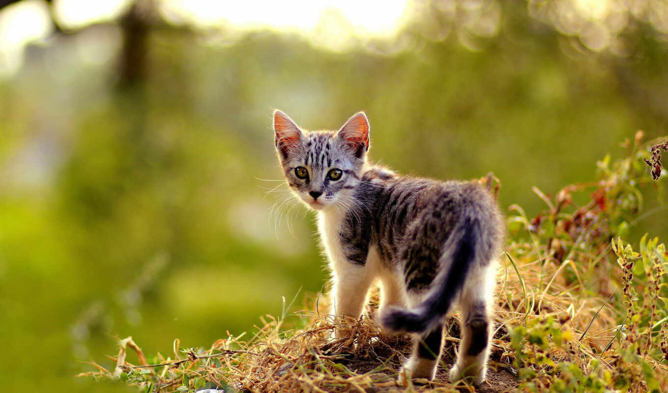 трава, кот, cute, котенок, animal