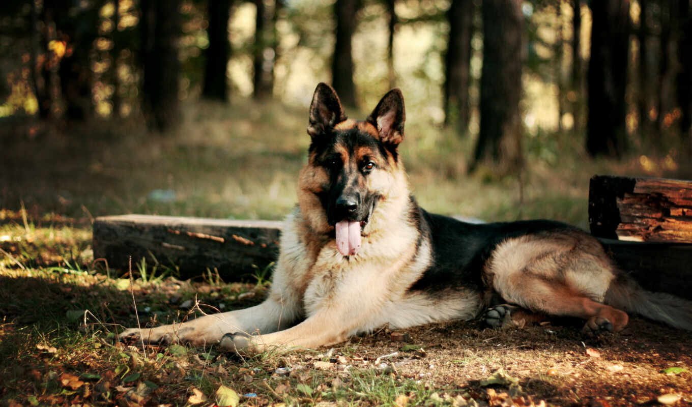 sits, dog, dogs, forest, awesome, german