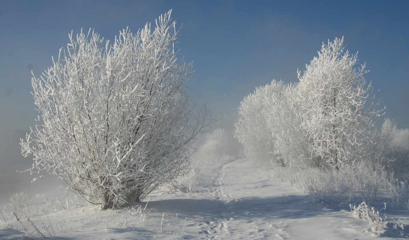 природа, снег, winter, trees, зимой