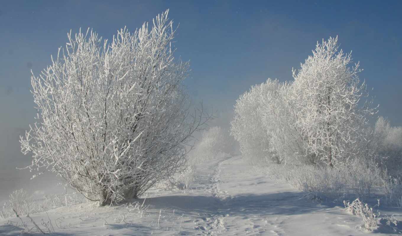 nature, snow, winter, trees, in winter