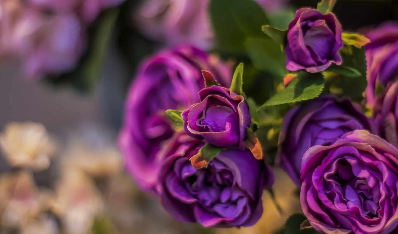 роза, цветок, лепесток, цветковое растение, floribunda, пурпур, садовые розы, розовая семья