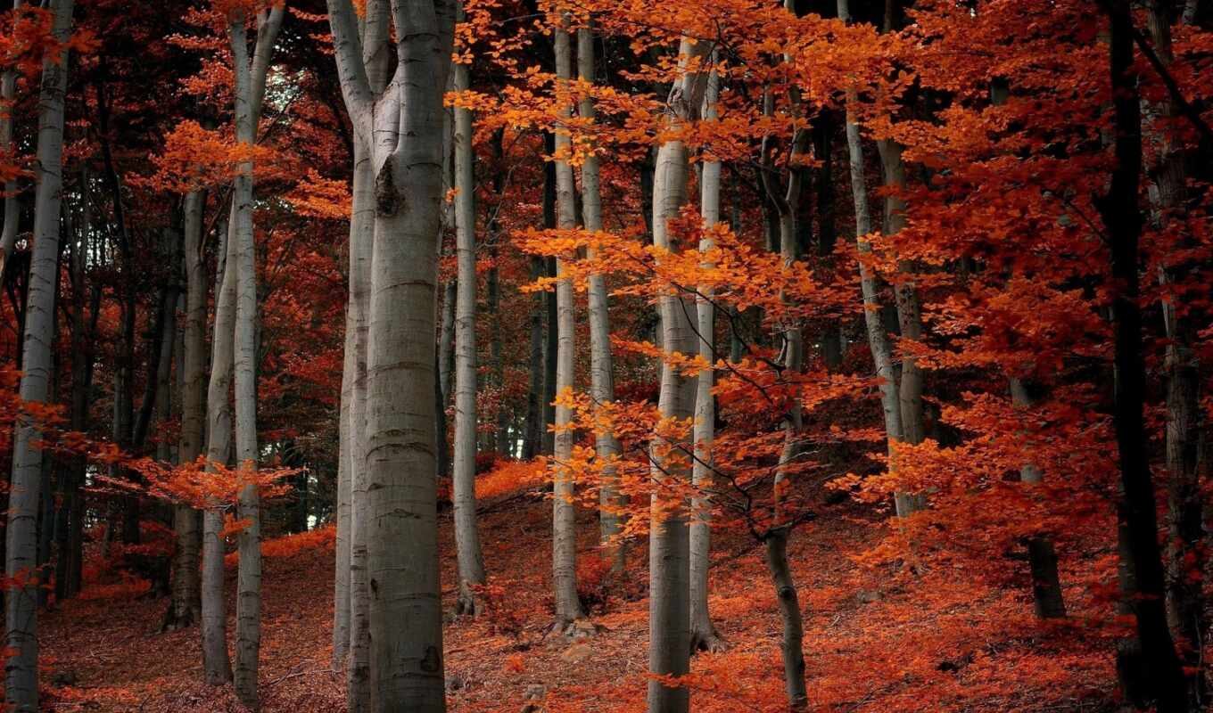 природа, лес, осень, листва, trees