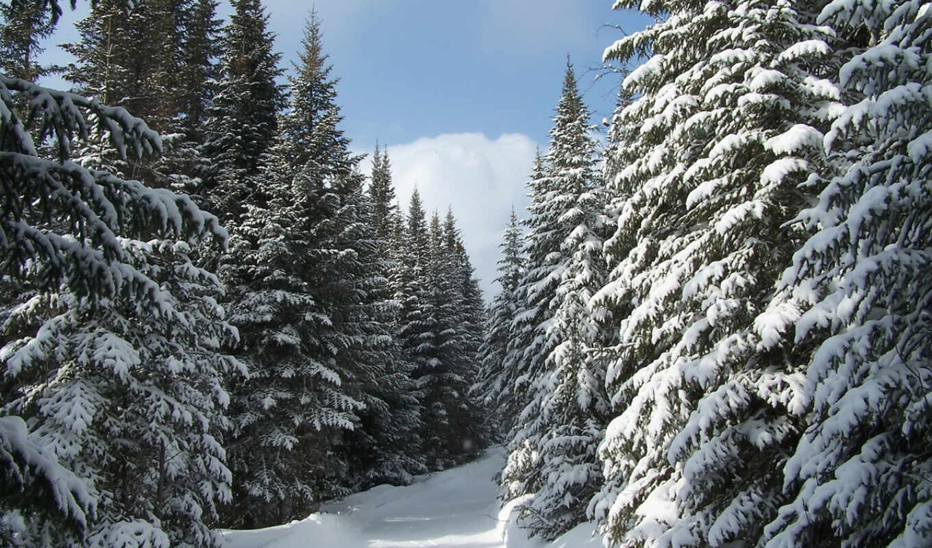 дерево, fir, снег, winter, лес, could, хвойный, заснеженный, елка