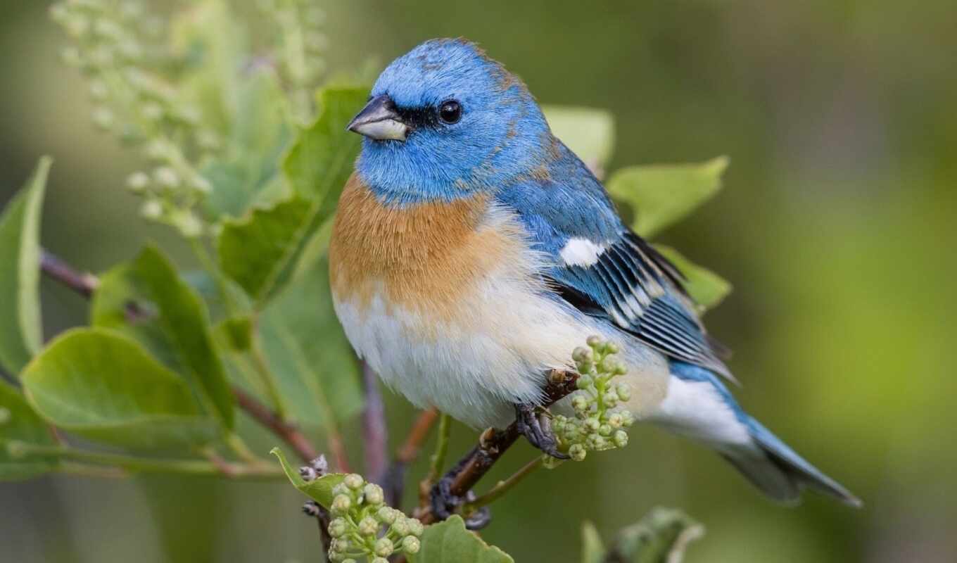 птица, blue