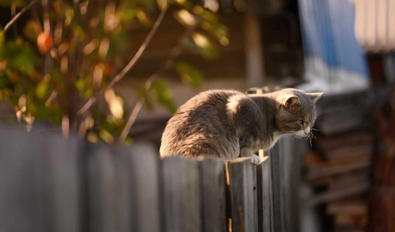 кот, забор, wallbox