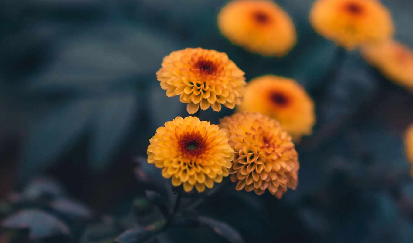 цветы, yellow, daisy, singapore