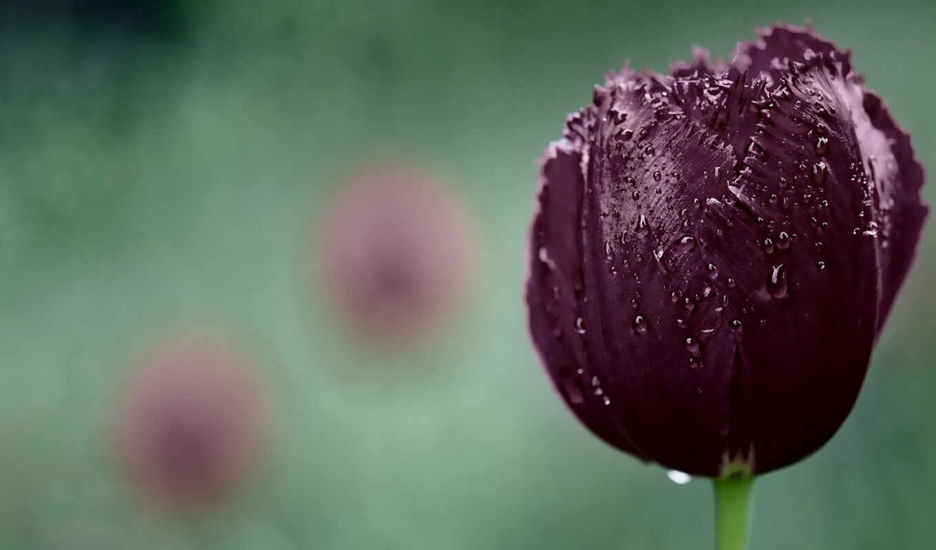 nature, flowers, purple, plant, wet, tulip