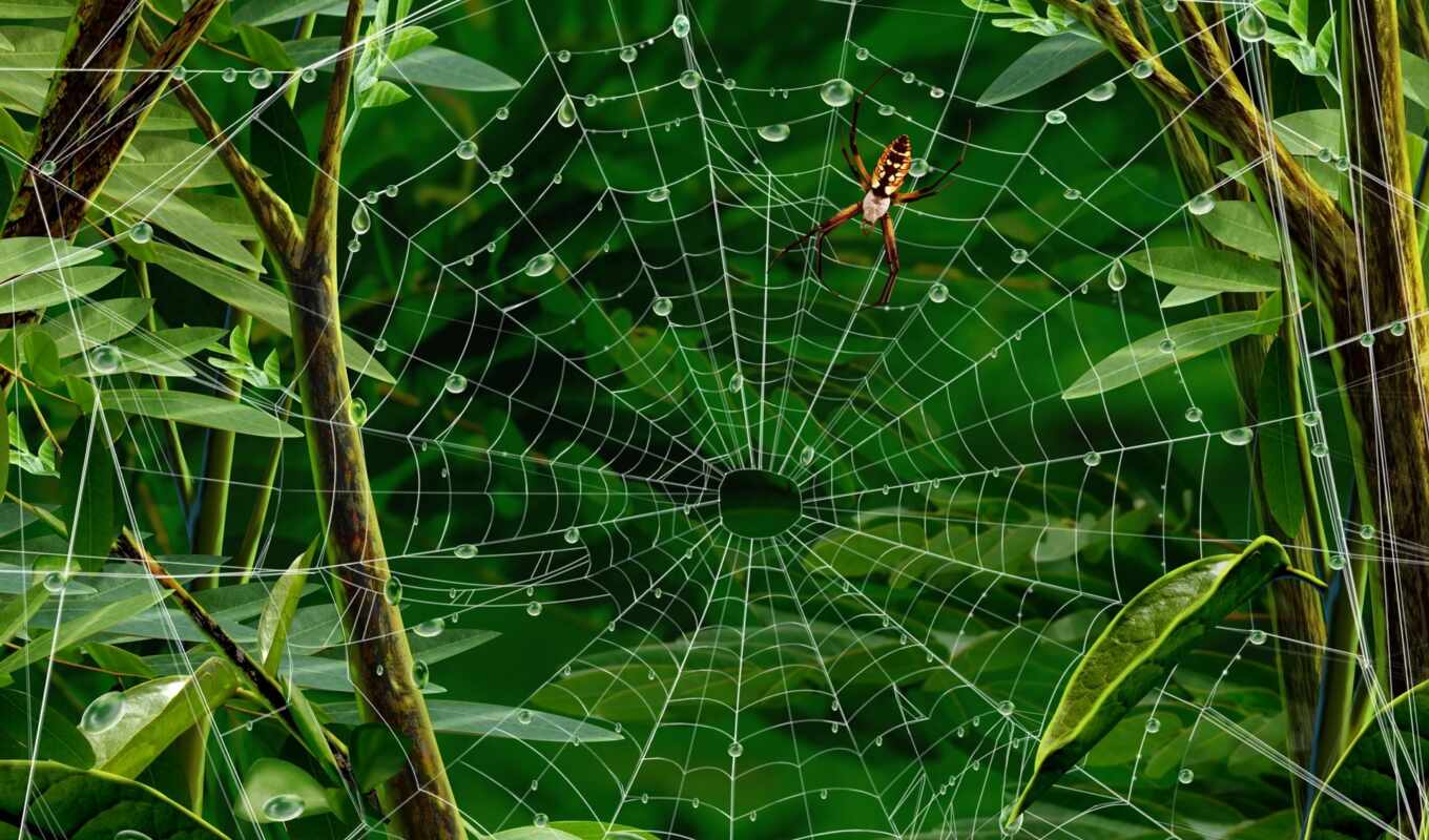 web, паук, паутине