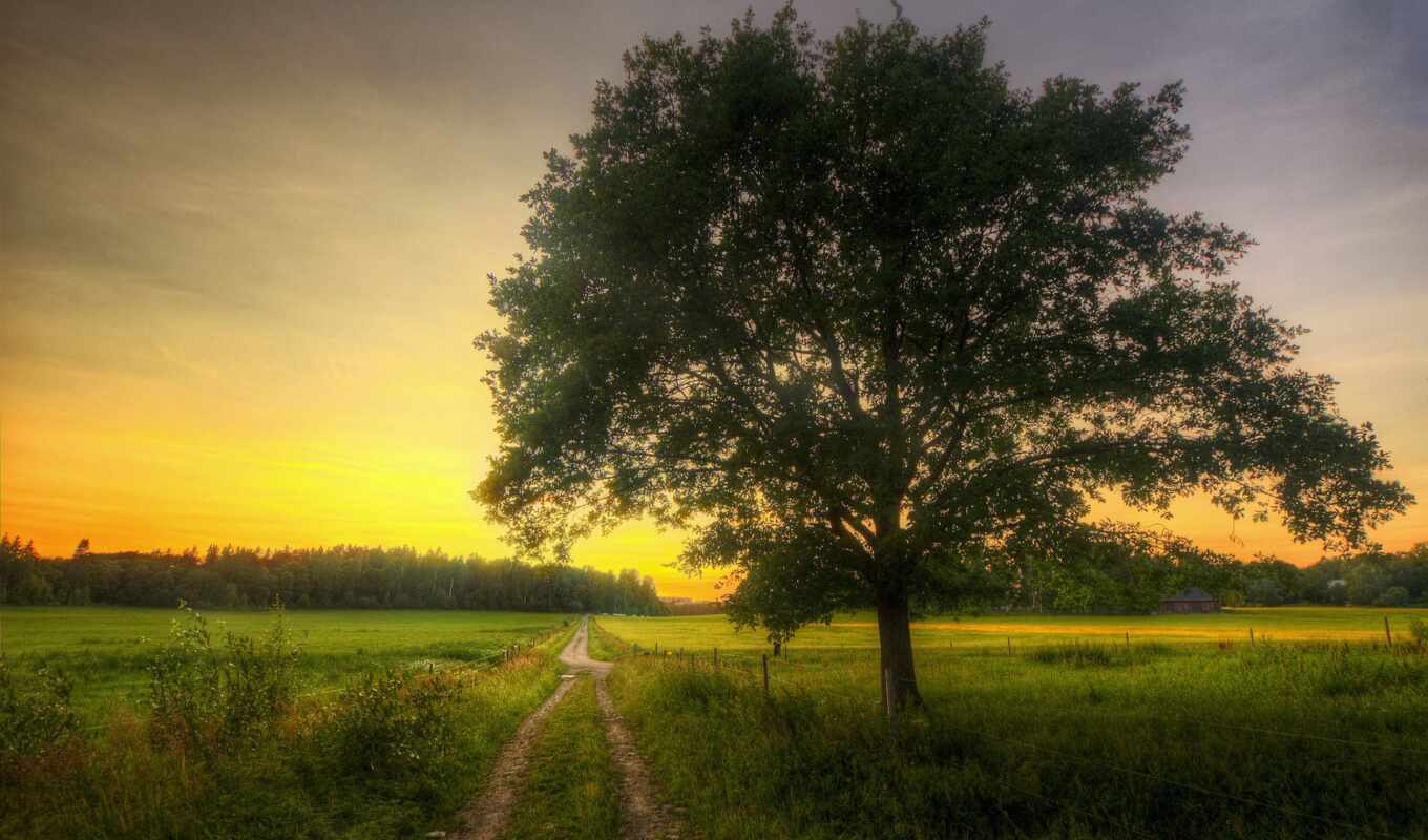 nature, resolution, tree, forest, road, field, spring, morning, trees