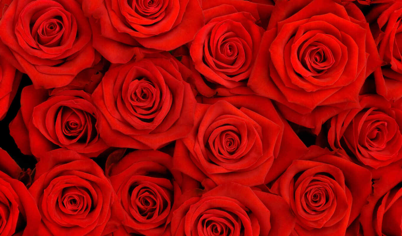 rose, beautiful, screensavers, roses, bouquet, cvety, buds, background, drawings