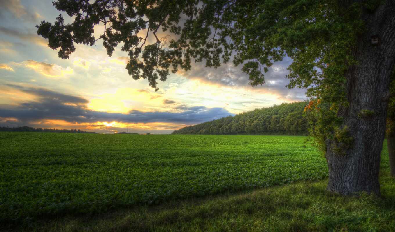 photo, tree, green, sunset, field, usage, similar, structure, help, given