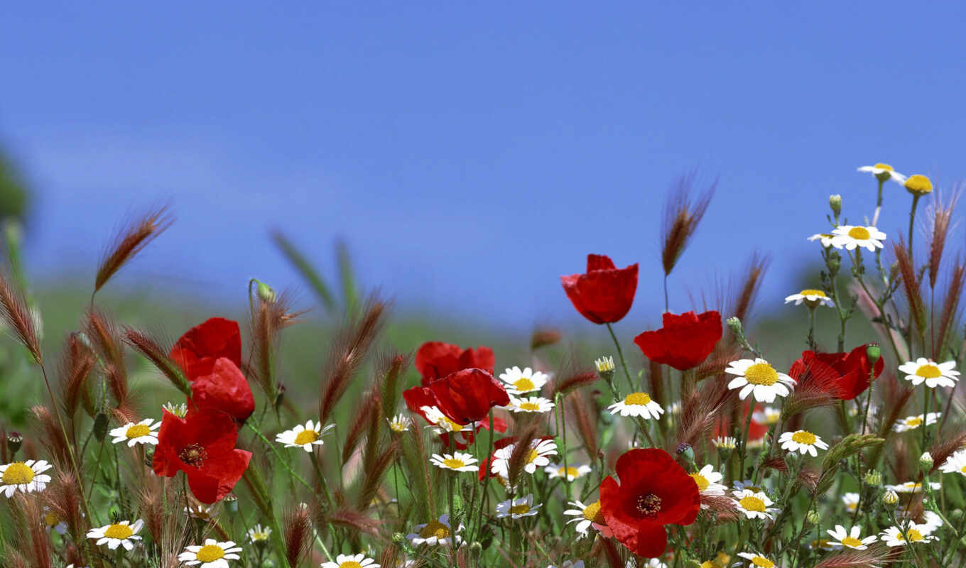 sky, flowers, field, discussion, flower, poppy, liveinternet, Champ