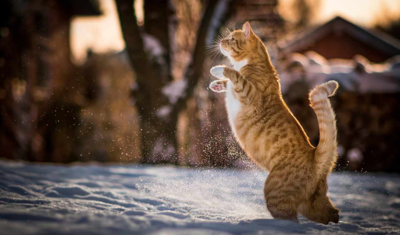 снег, кот, rear, лапа