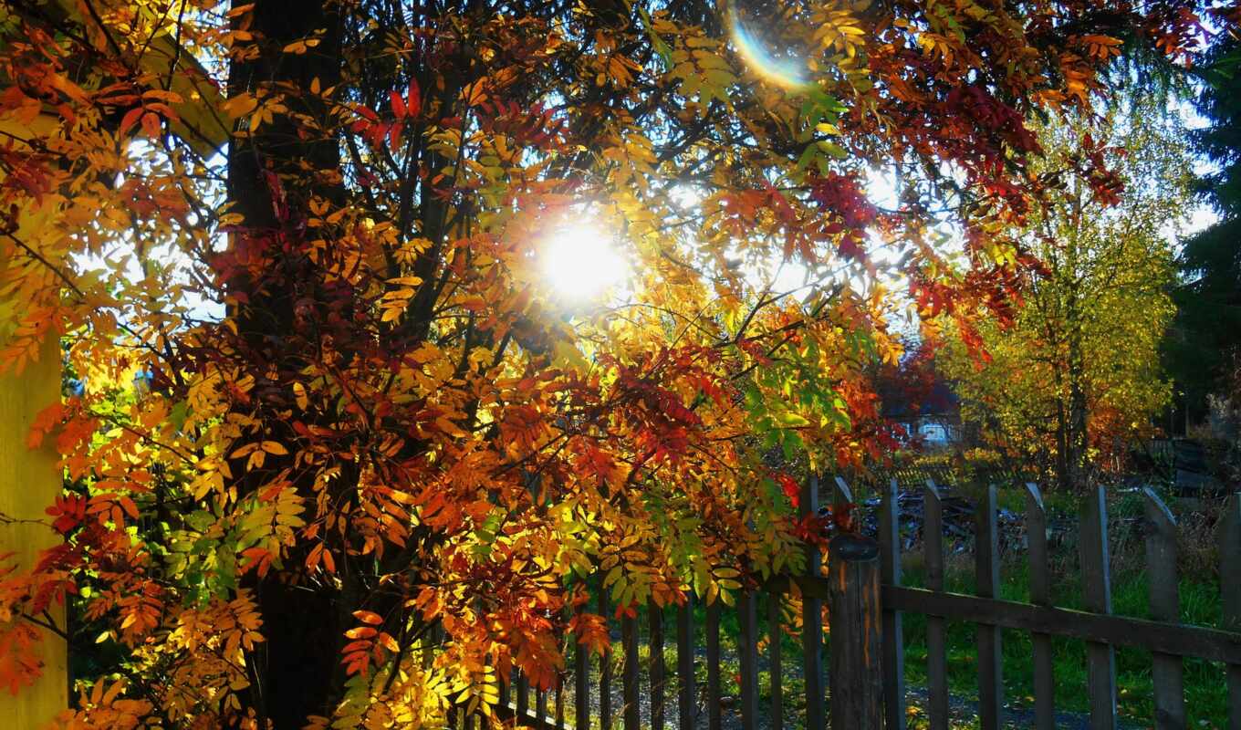 дерево, осень, season, забор