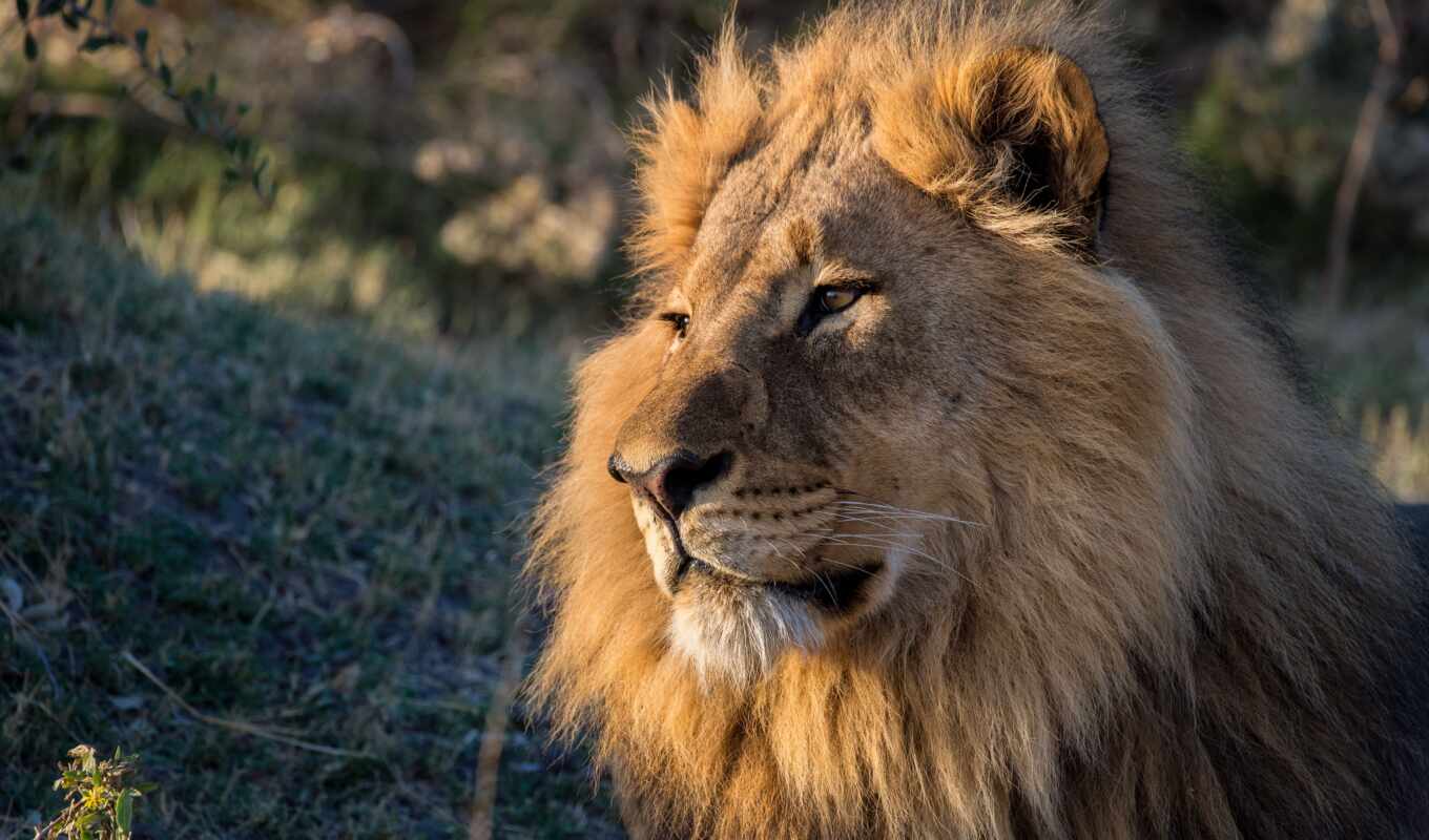 lion, king