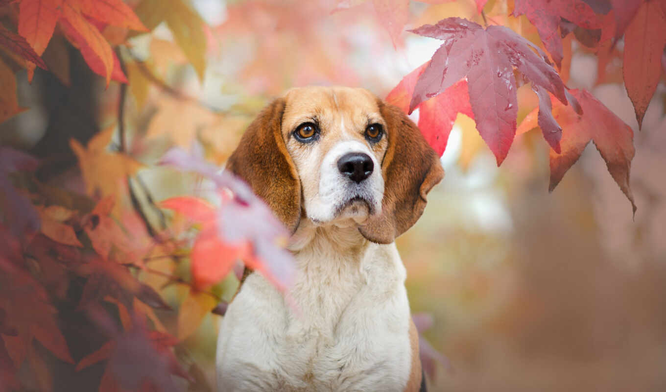 post, beagle