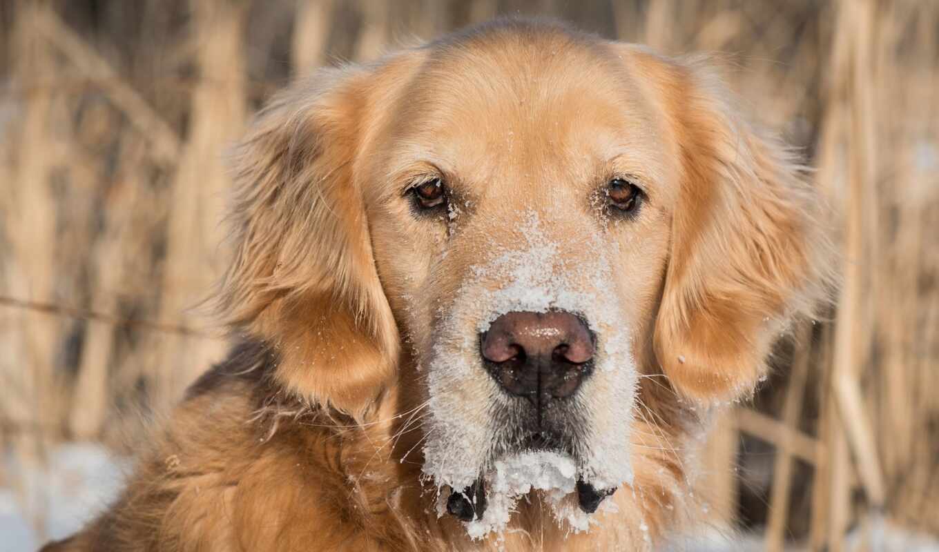 собака, retriever, sobkovod