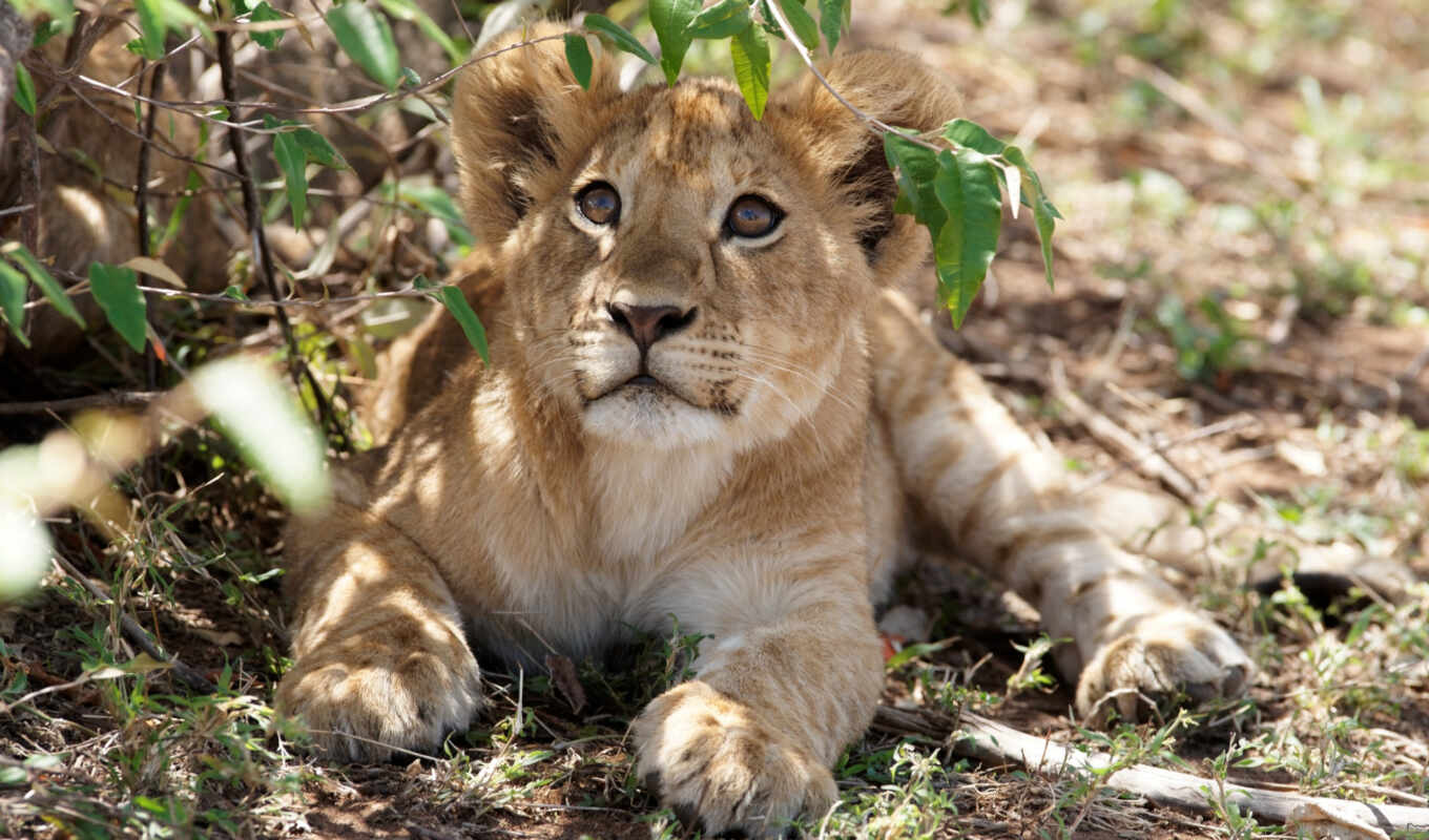 lion, отдых, день, сафари, kenya, olivier, львенок, samburu, nairobi