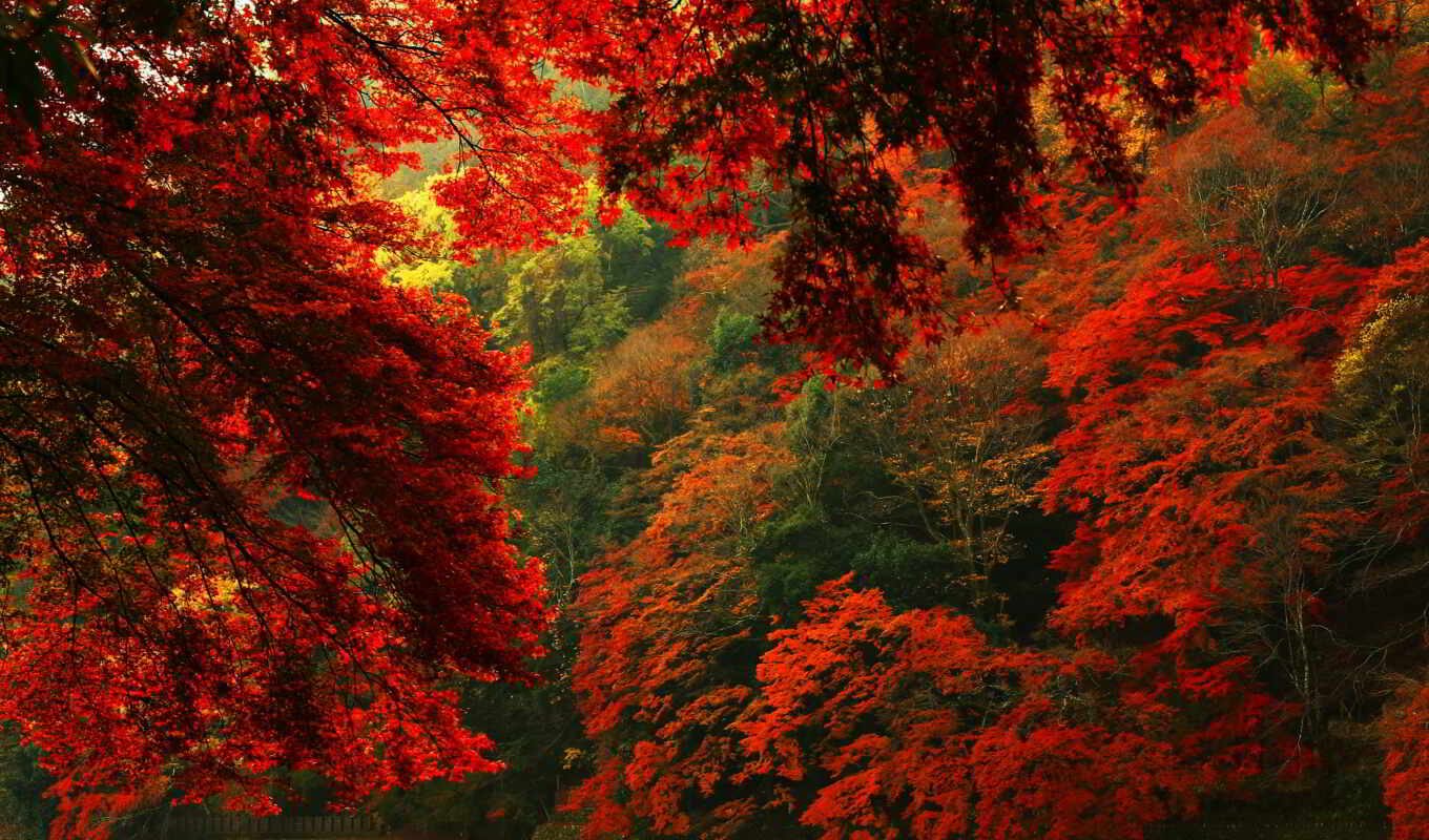 desktop, free, фон, red, лес, осень