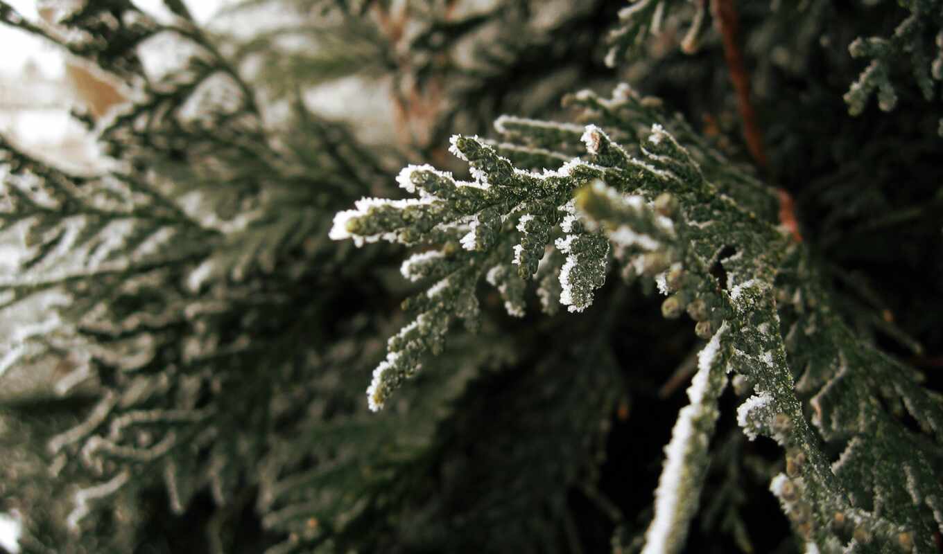 life, different, am, snow, multicolore, fir trees, twigs, covered, income