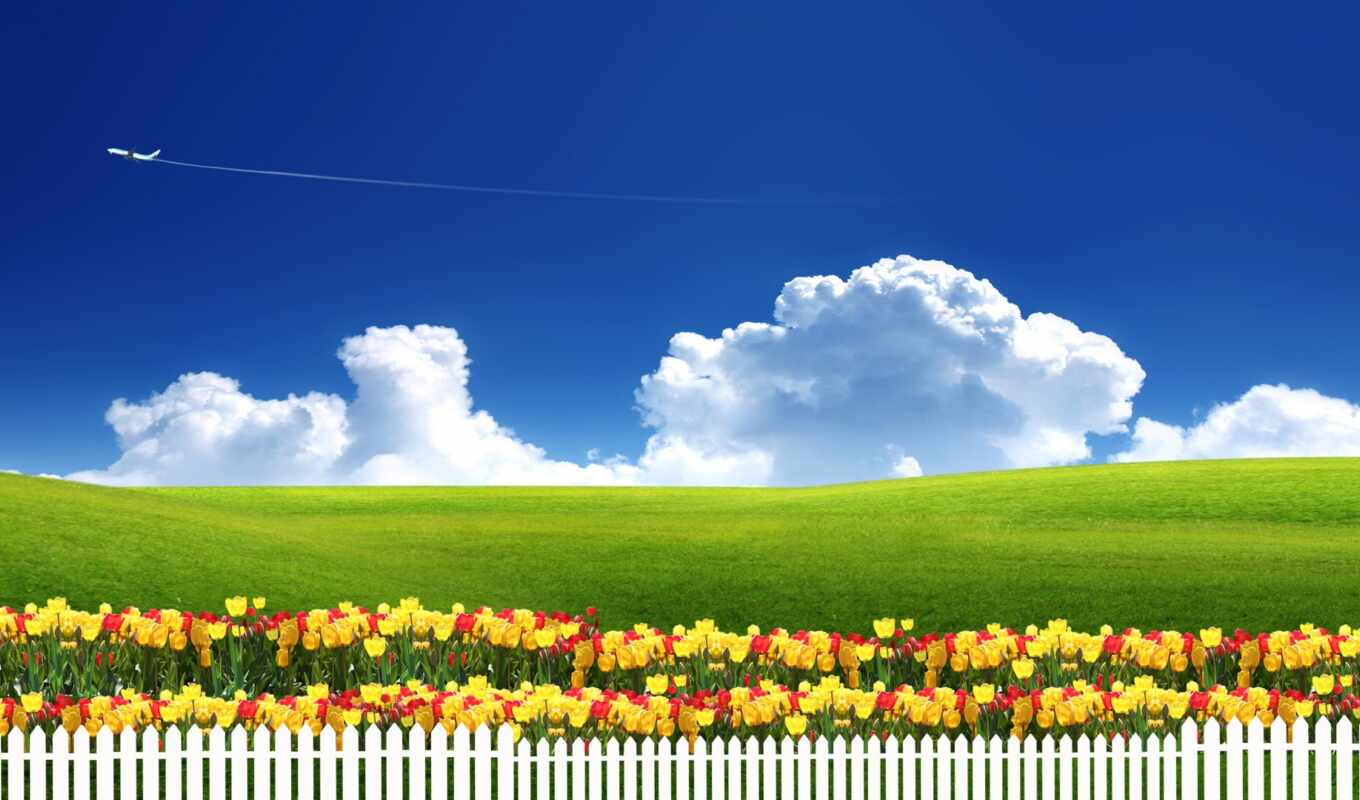 природа, небо, art, трава, cosmos, тюльпаны, забор, cvety, луг, freedom