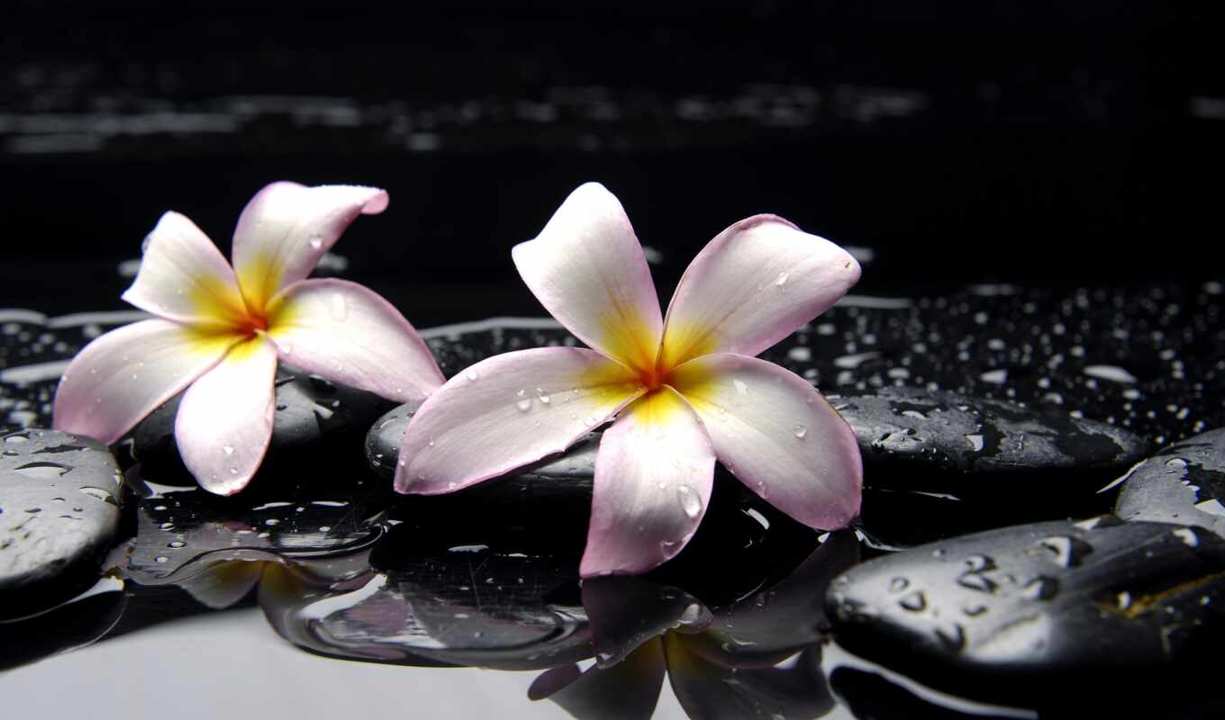 black, flowers, large format, macro, water, yellow, orchid, orchids, cvety, orchids, stones