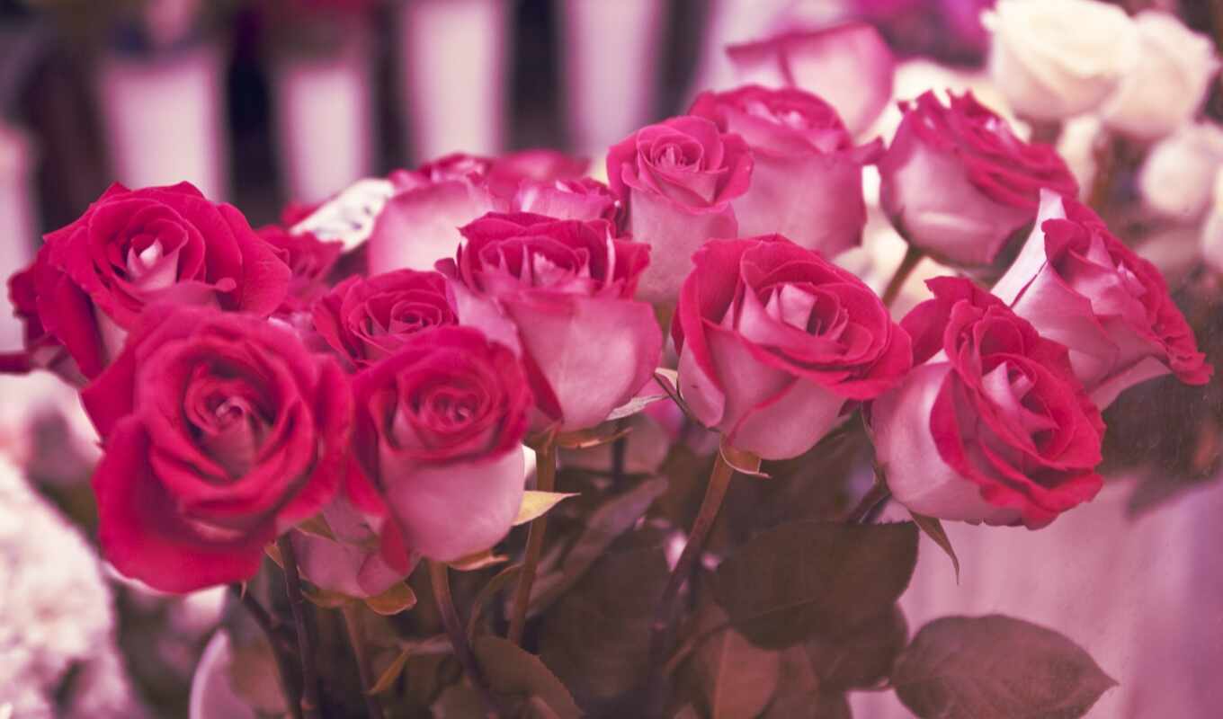 цветы, роза, white, ноутбук, красное, биг, дар, розовый, красивый, букет, цветочек