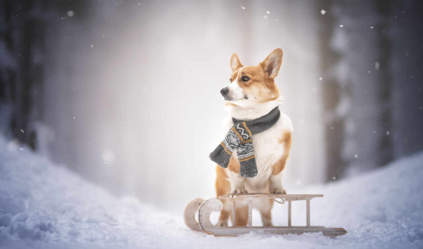 снег, winter, собака, sledge, corgi