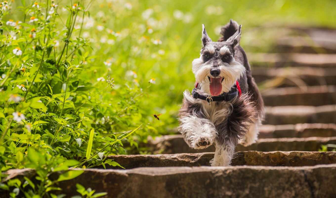 трава, поле, собака, animal, run, depth, miniature, ризеншнауцер, stair