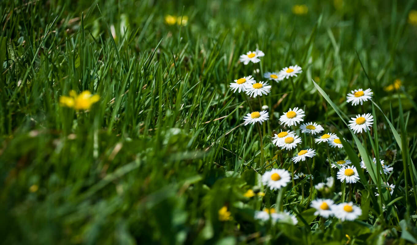 flowers, grass, spring, field, lawn, daisies, roma