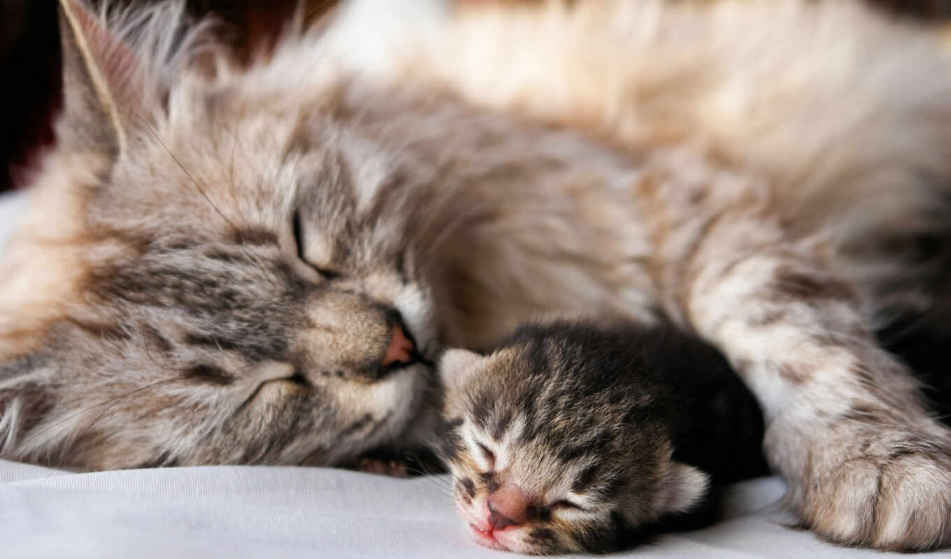 кот, кошки, котенок, спит, мама, хорошего, сна