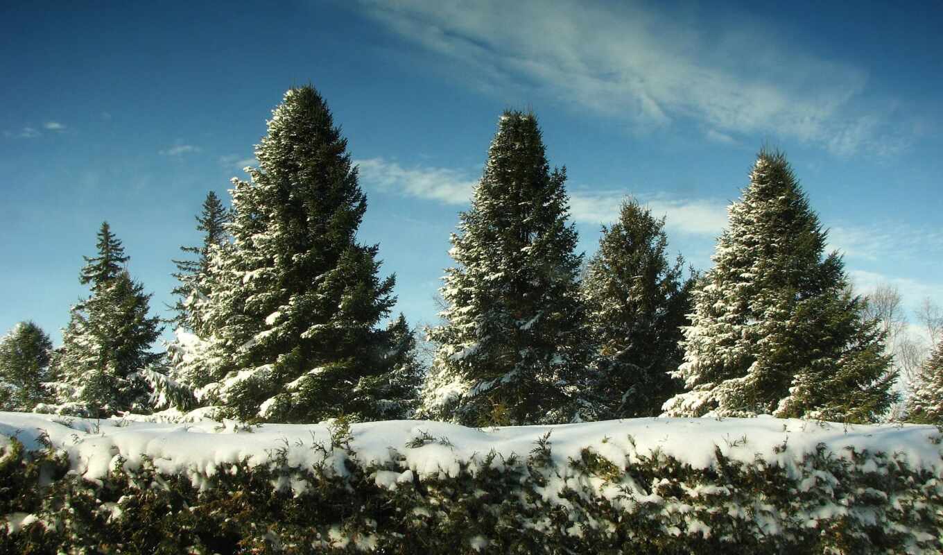 природа, небо, new, снег, winter, лес, год, снегу, trees, елки, eli