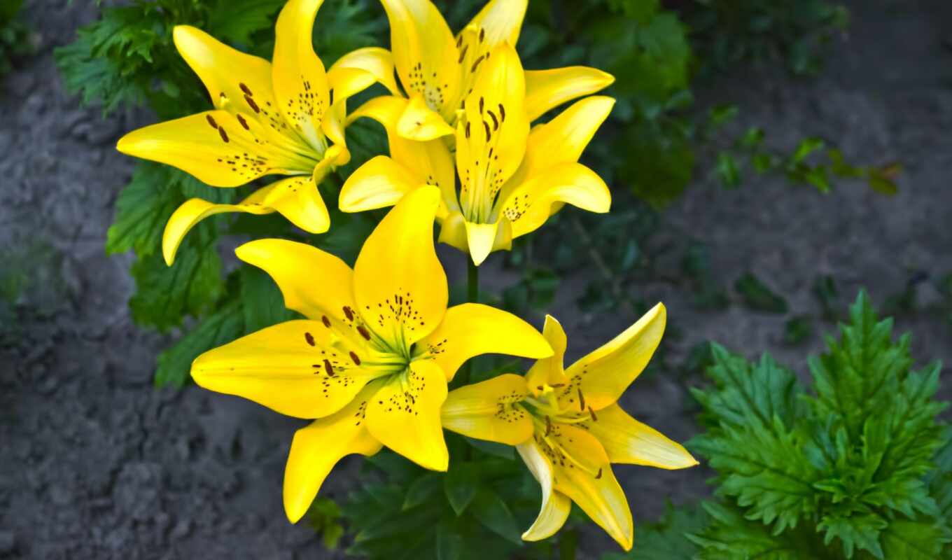 flowers, green, flowers, yellow, lily, lilies, flowerbed