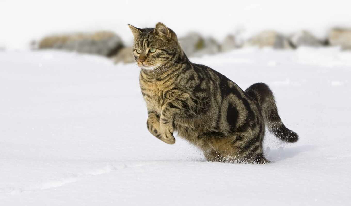 снег, кот, прыжок, кошки, снегу, снежные, прыгает