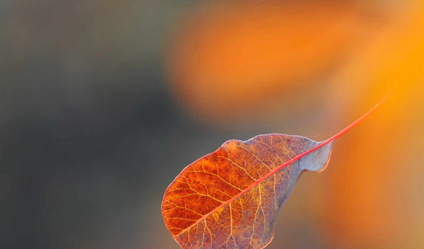 desktop, leaf