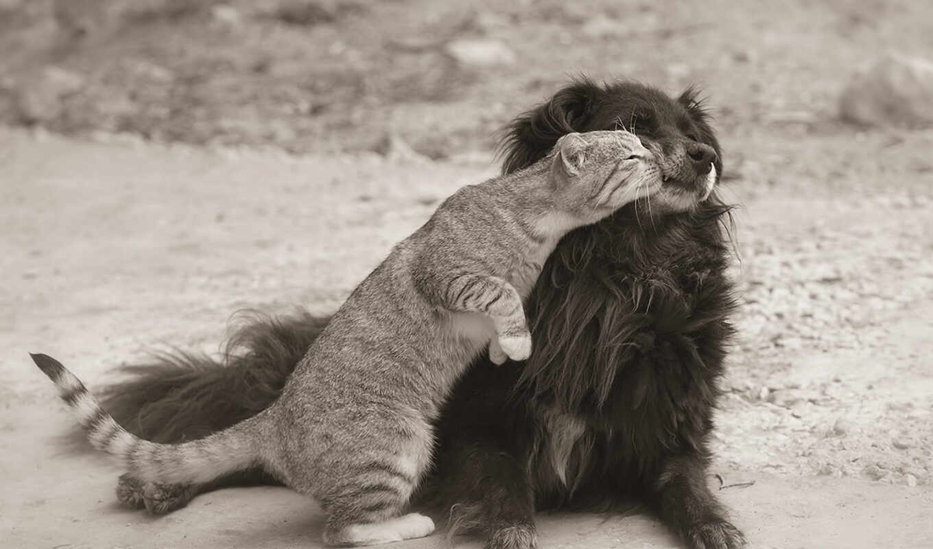 collection, black, white, photos, already, the best, cats, dogs, friend, uploaded