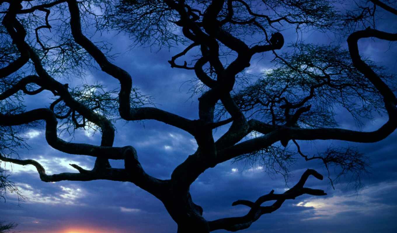 фон, дерево, закат, branch, силуэт, shape, unusual, скрюченный, танзания, vetvisty i