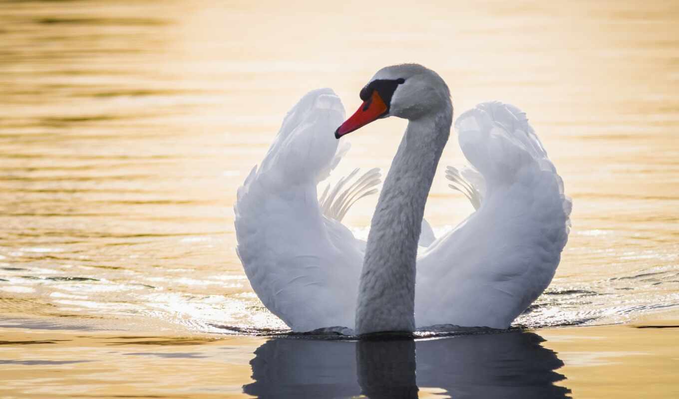 water, bird, swan, wing, neck