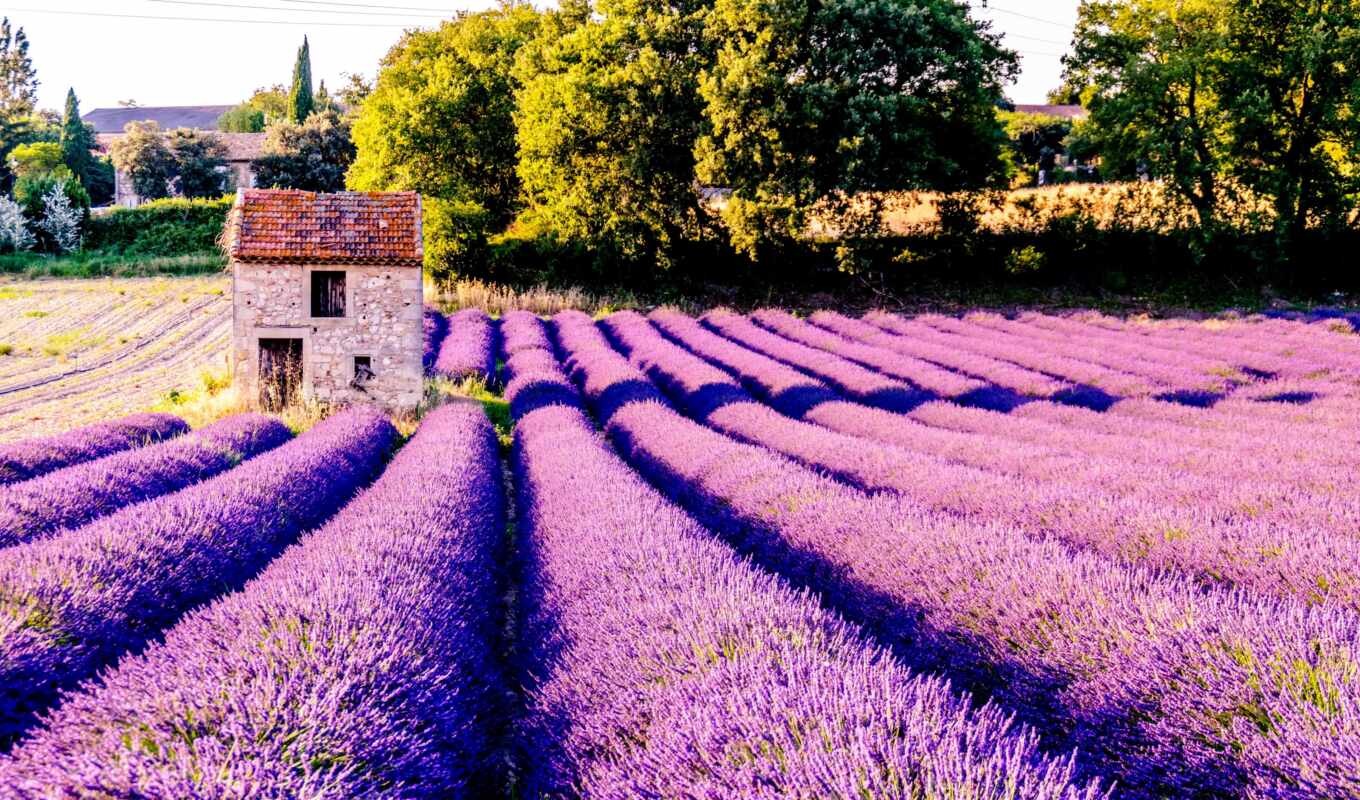 field, France, lavender, provence