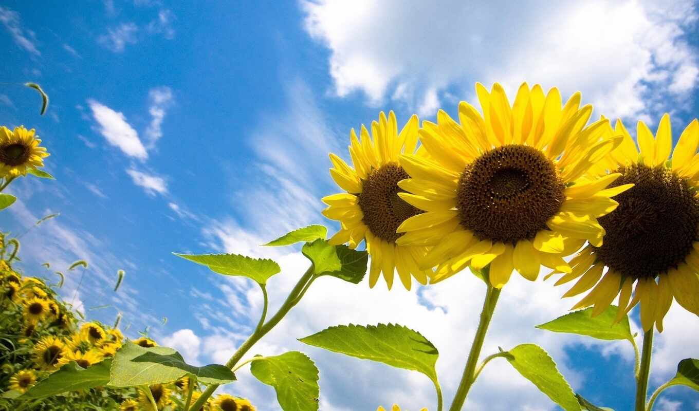 sky, field, sunflower, cloud, mrwallpaper, comdownload