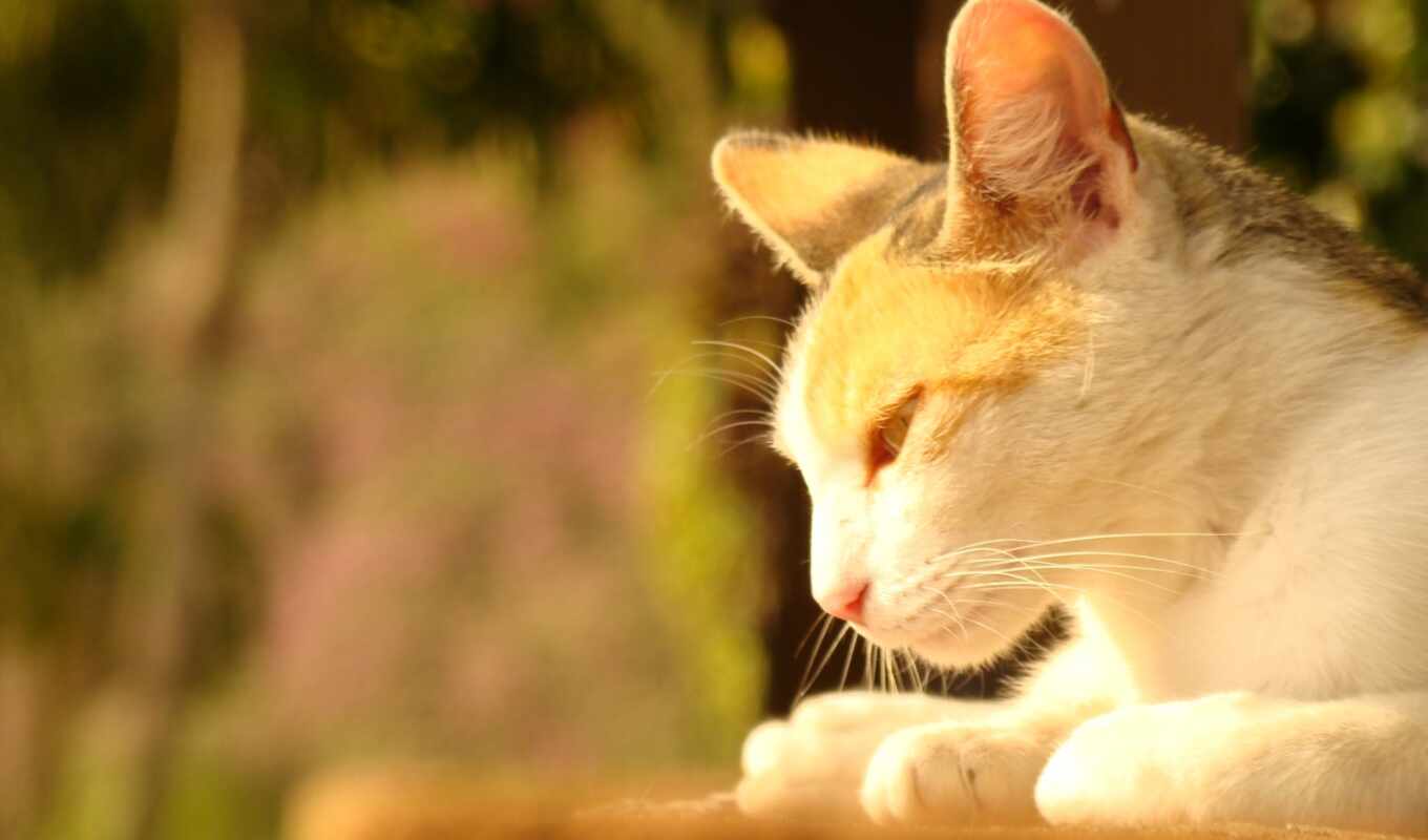 кот, down, там, столик, укладка