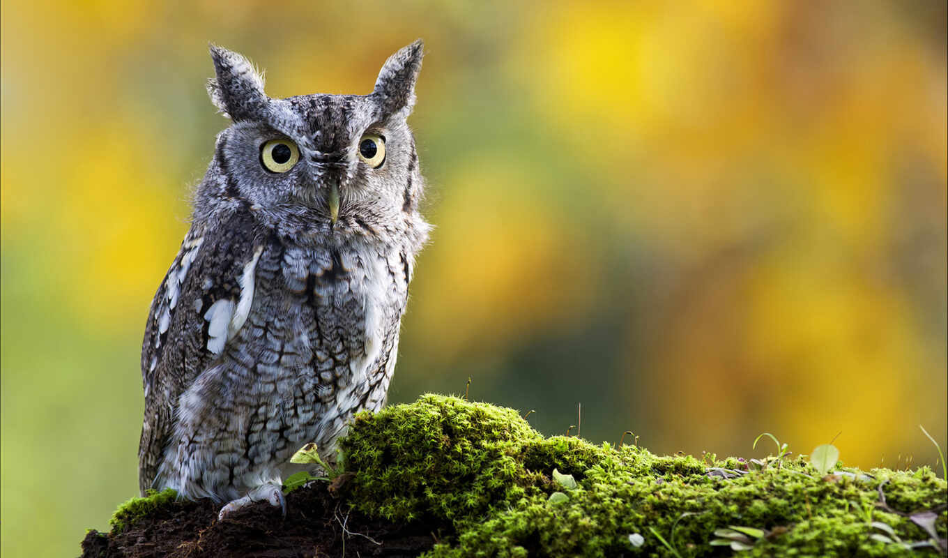 owl, zhivotnye, birds