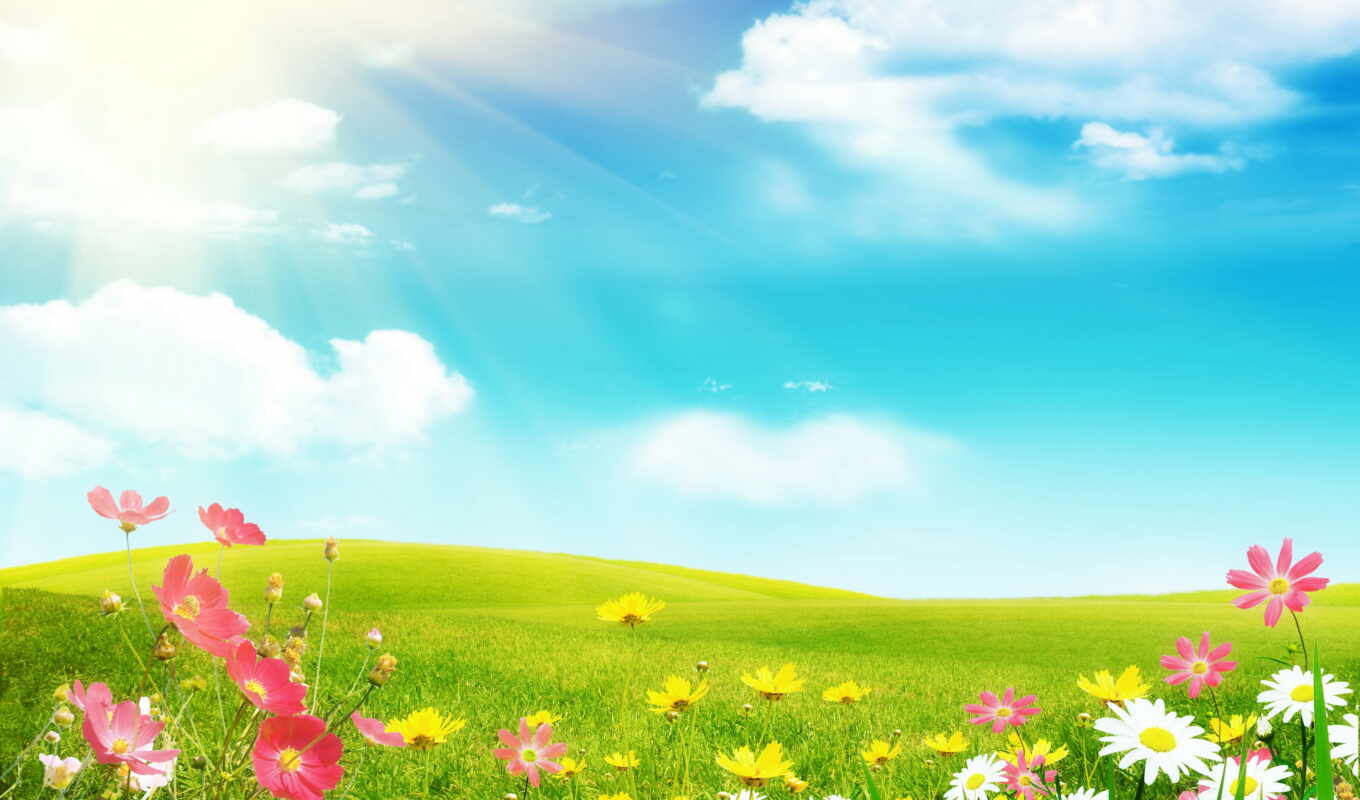 flowers, summer, field, rays, daisies, solar, space