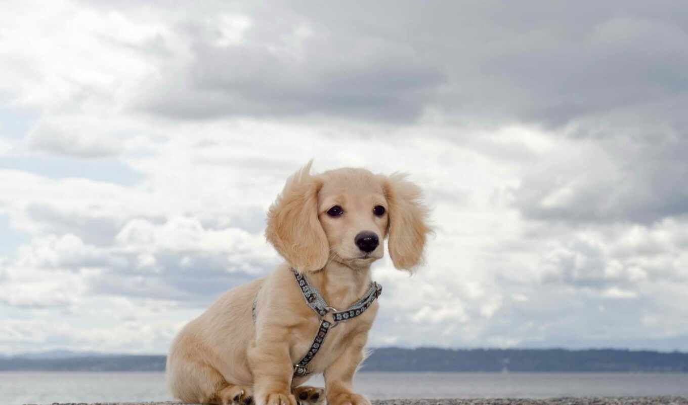 beautiful, cute, dog, long, dogs, pinterest, expectation, dachshund, taxes, golubytnikova